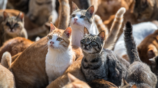 A 14-Year-Old's Schizophrenia-Like Psychosis May Have Been Caused by Cat Bacteria